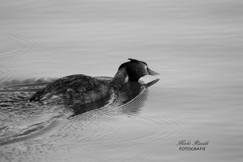IMG_6650