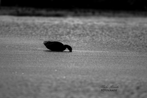 IMG_6430-