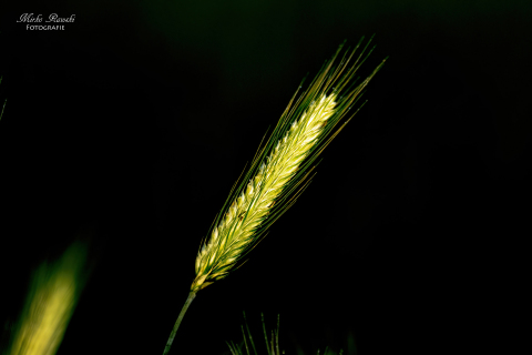 IMG_0672denoise-low-light-Kopie
